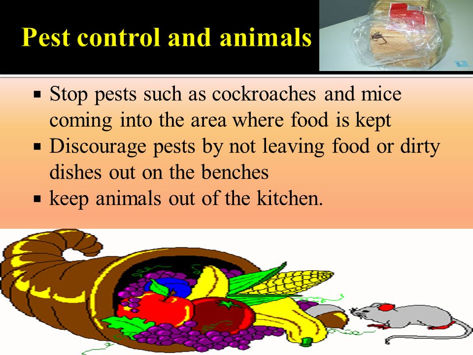 Pest Control for Food Processing Plants